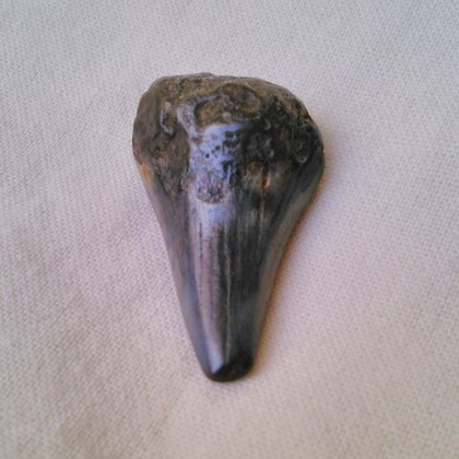 Fossilised Shark tooth - a gift from Laurie